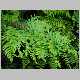 Pteris excelsa.jpg